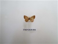 藏品(黑星灰蝶)的圖片